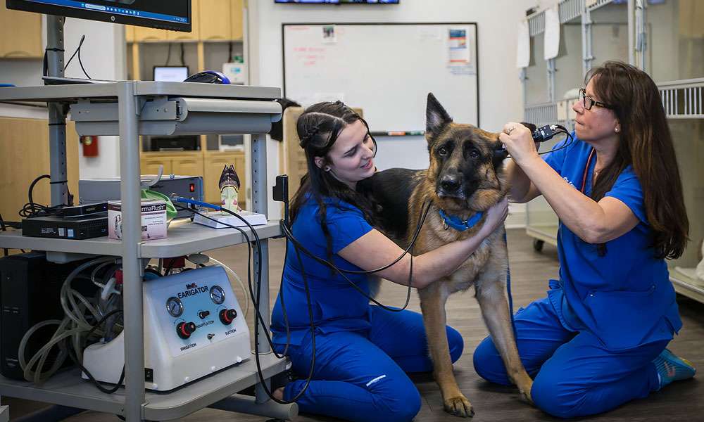 photo of veterinarians using an ear scope on a dog