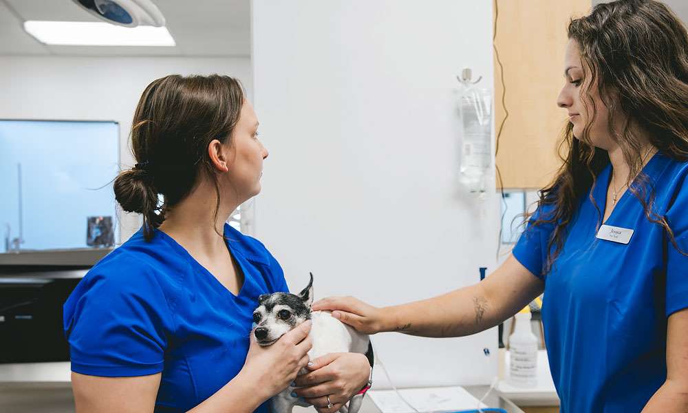 photo of veterinarians with a dog on a drip