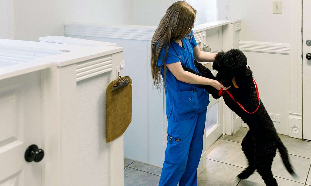 photo of woman and dog in a boarding room