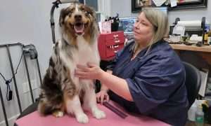 photo of woman grooming a large dog