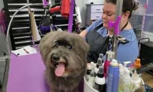photo of woman grooming a small dog