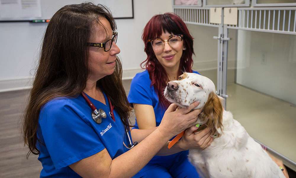 photo of a woman petting a dog