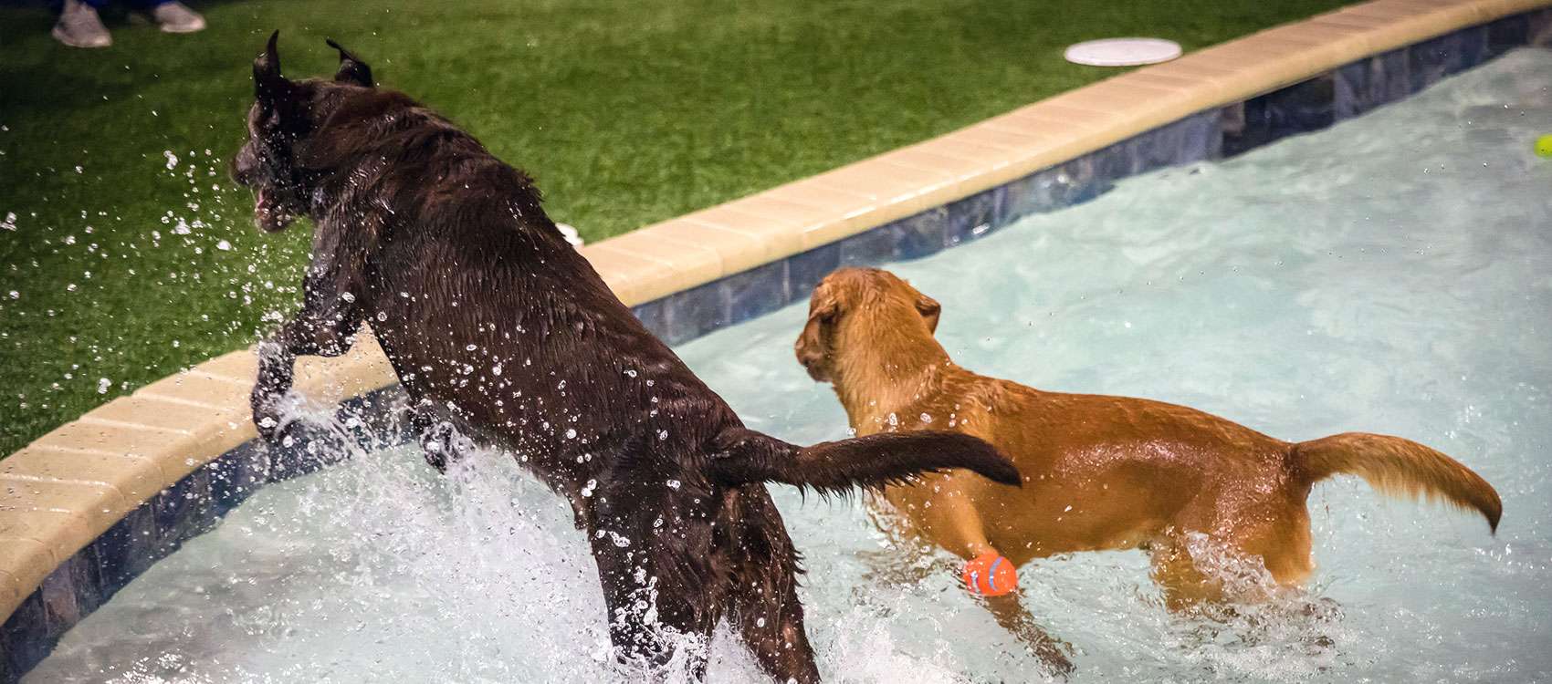 photo of dogs in a pool