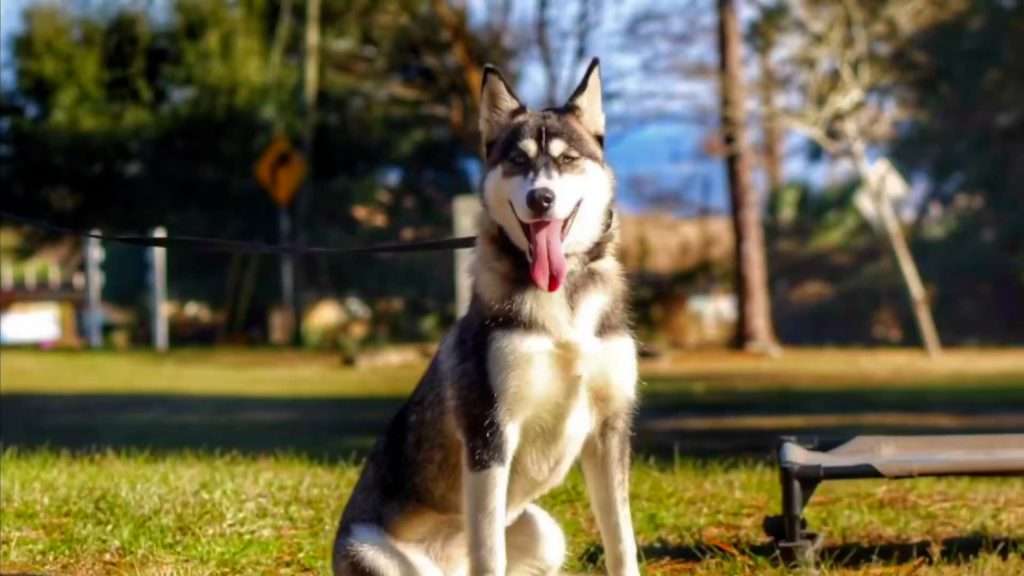 Luna Caine Training Video Photo