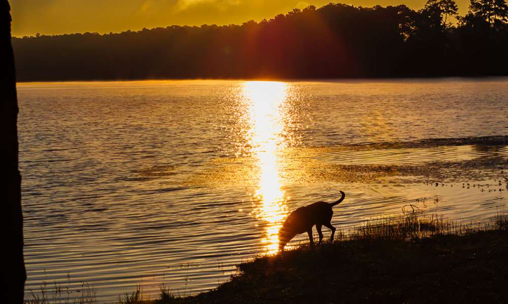 photo of a dog near a lake at sunset