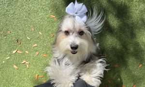 photo of a groomed dog with a white bow
