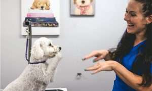 photo of a playful dog being groomed