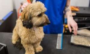 photo of a small brown dog being groomed