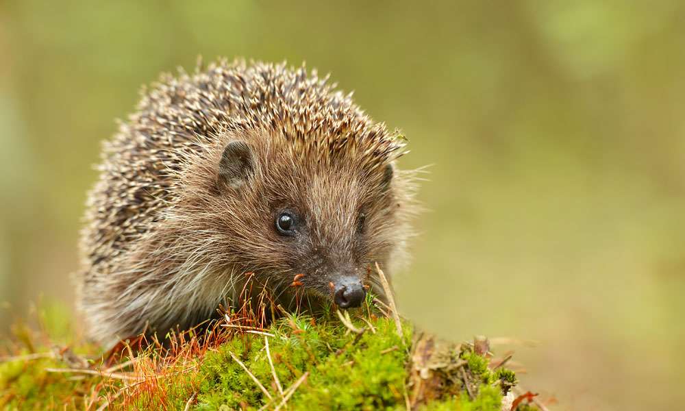 photo of an exotic pet hedgehog