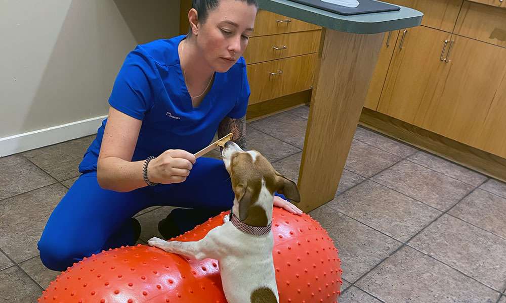 photo of dog therapy techniques