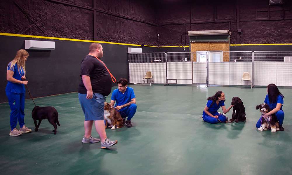 photo of a dog training class