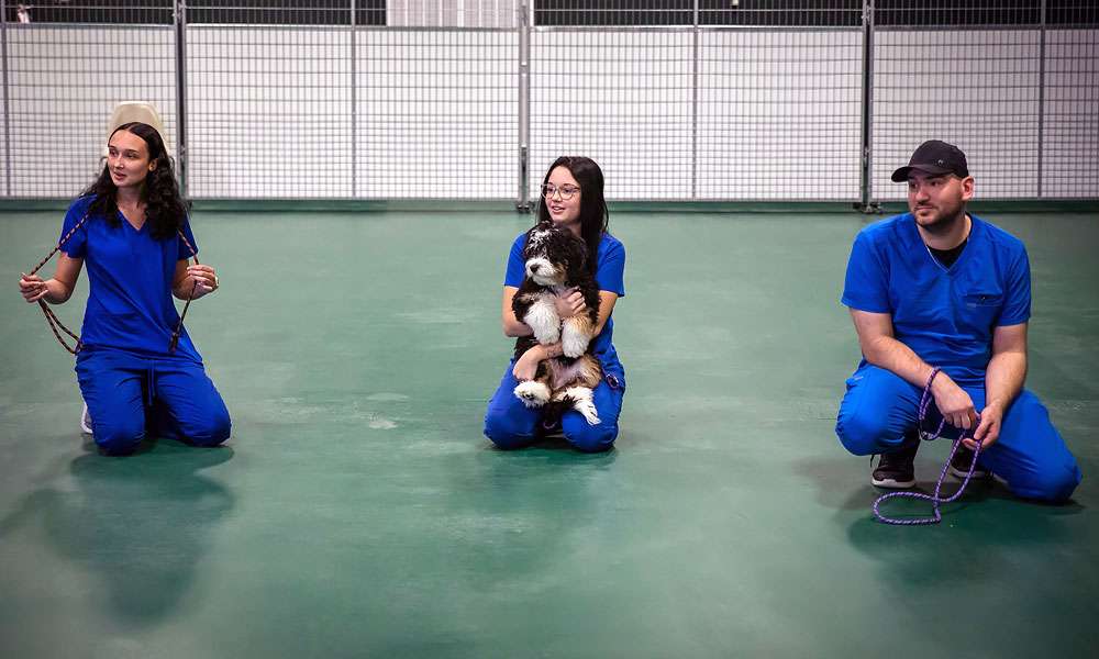 photo of dog training with three trainers