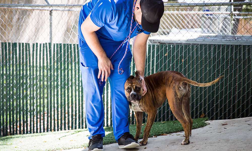 photo of man training a large dog