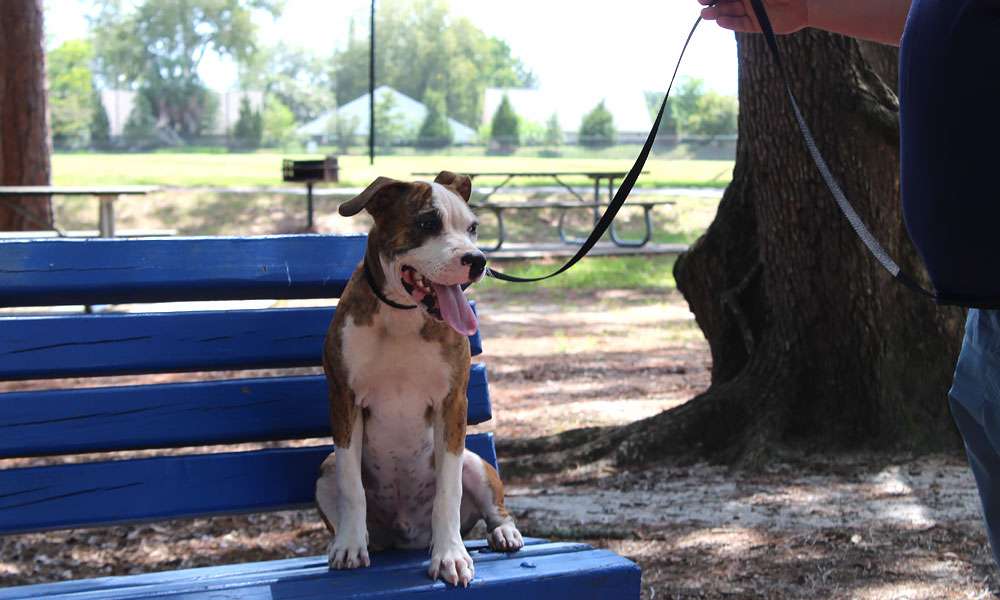 photo of sit and train dog training