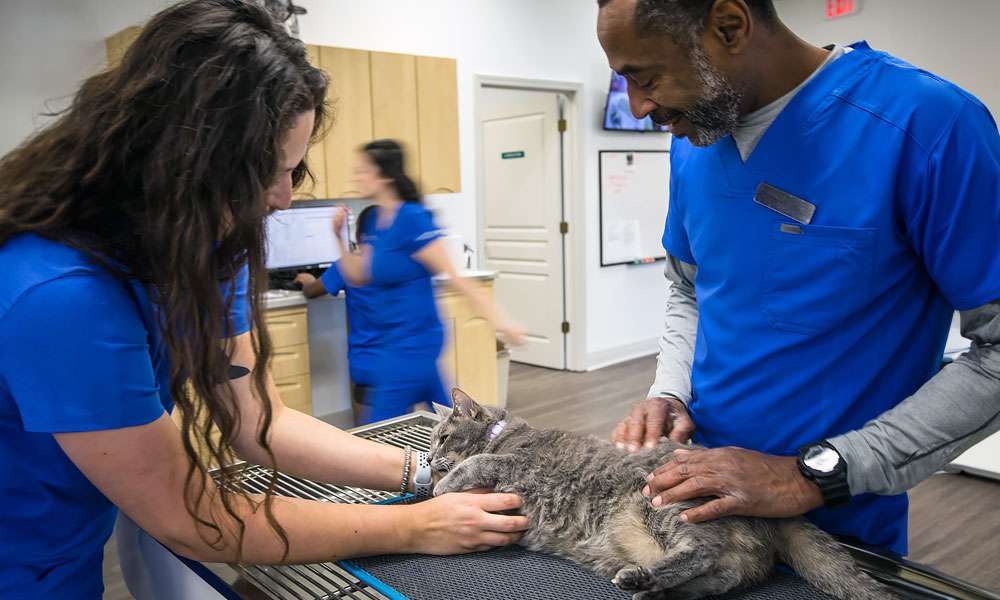 photo of two veterinarians examining a cat