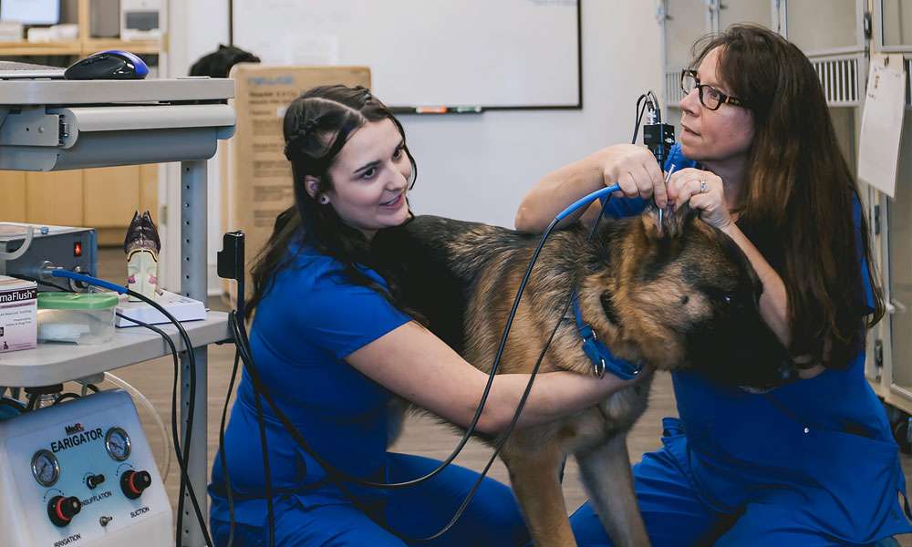 photo of two veterinarians checking a german shepherds ear