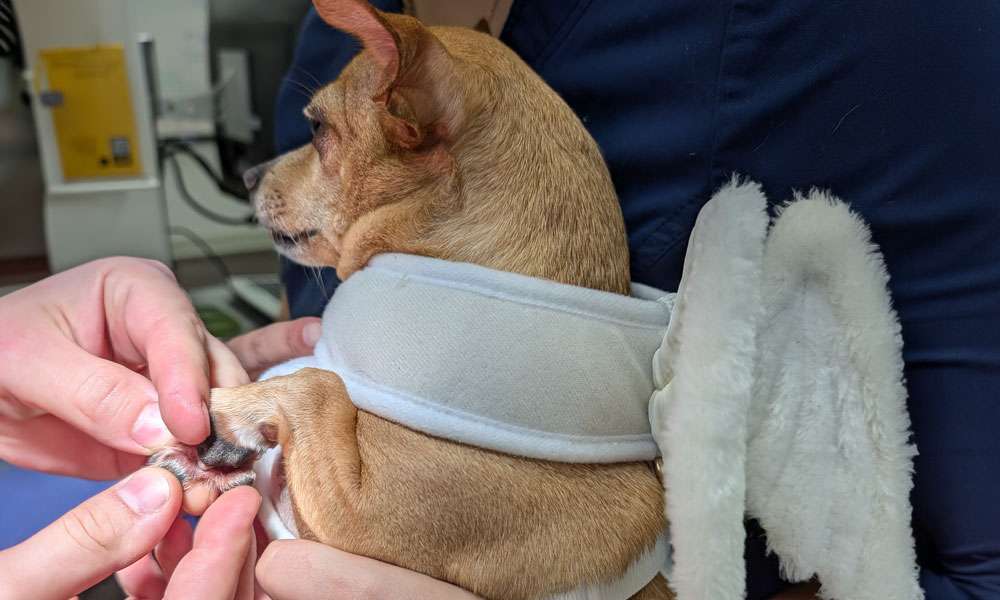 photo of vet checking for a skin mass on a dog