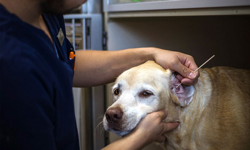 photo of a veterinarian performing an ear swab