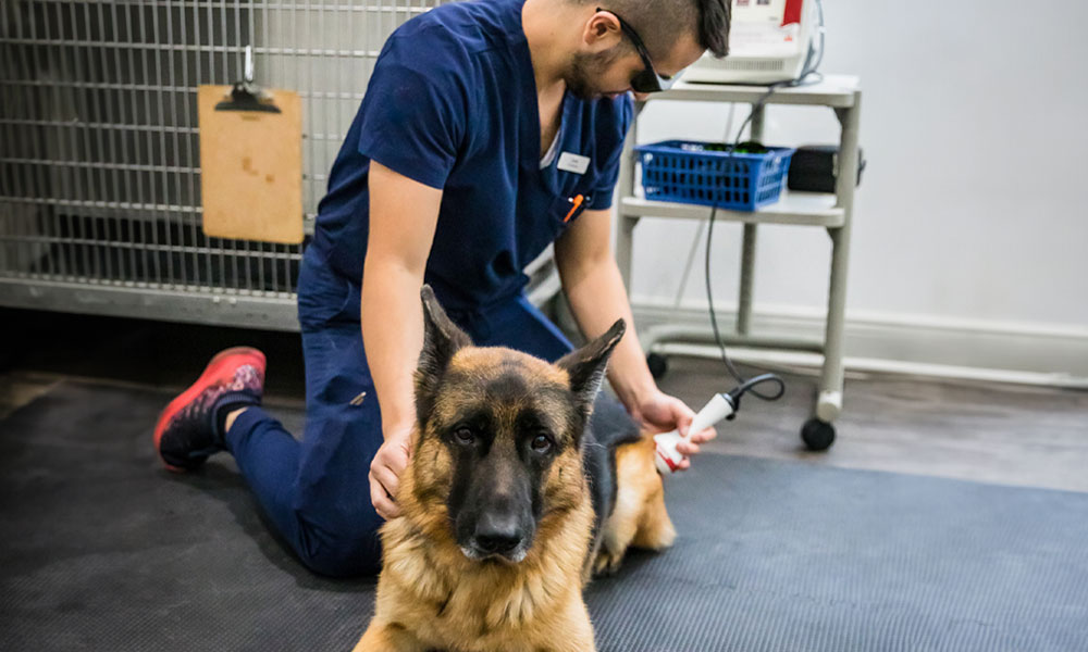 photo of laser therapy used on a dog