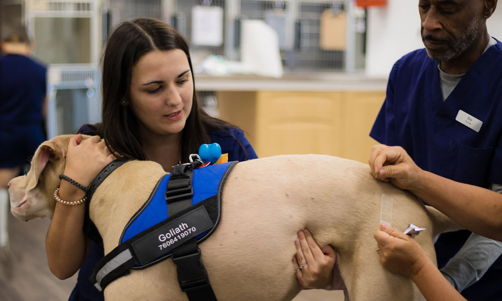 photo of a skin sample being taken from a dog