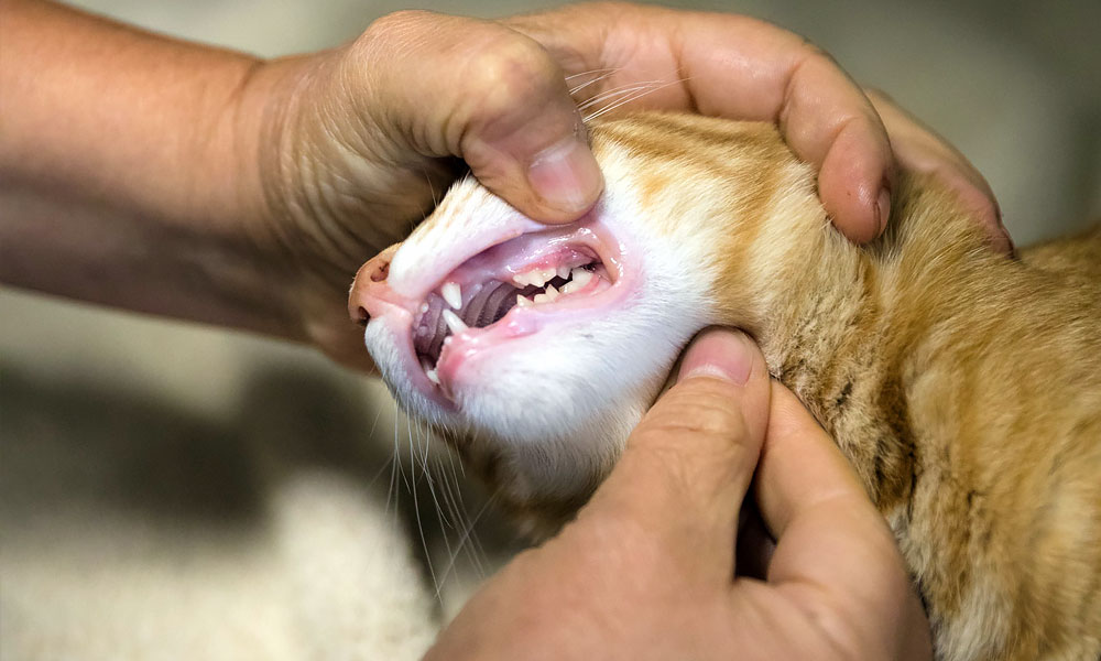 photo of a technician examining a cats teeth