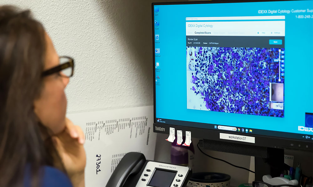 photo of veterinarian examining cytology scan