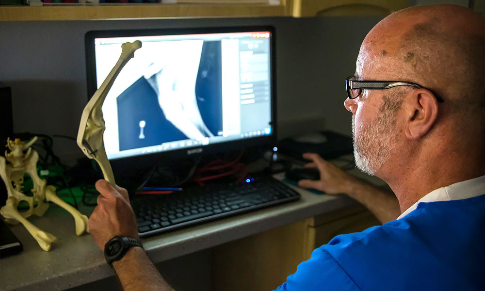 photo of a veterinarian examining orthopedic scans