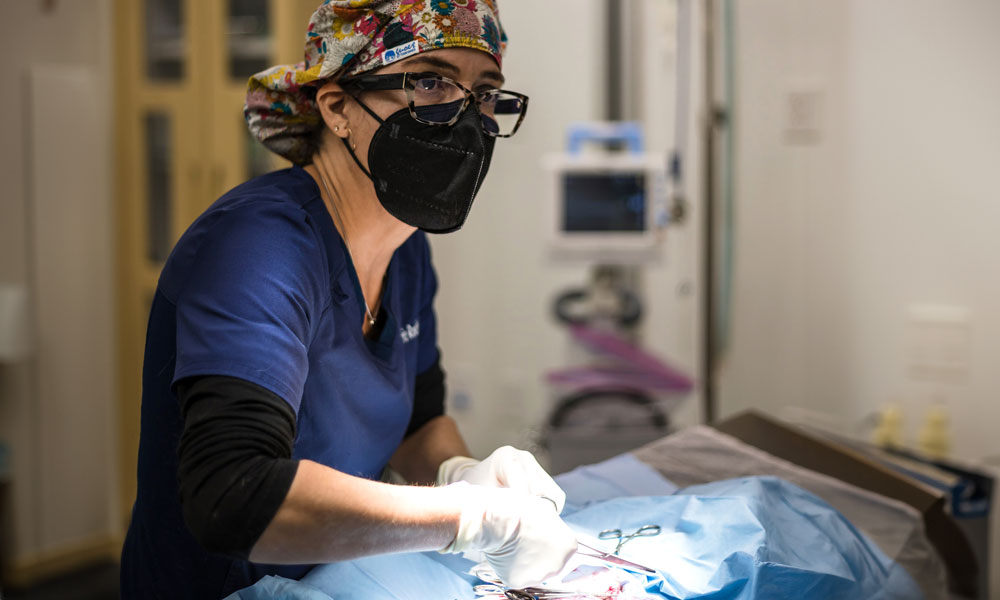 photo of veterinary doctor looking up will performing surgery