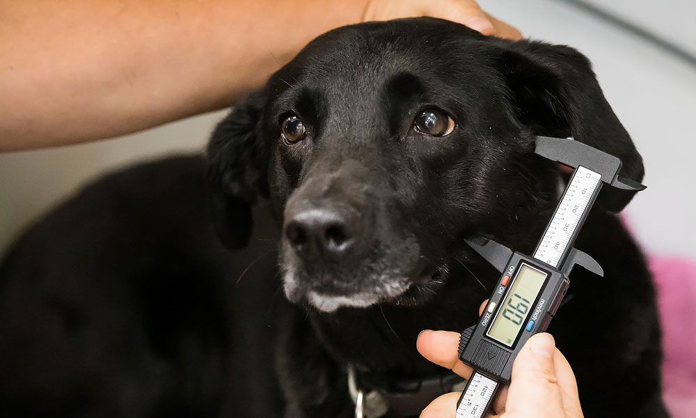 photo of a veterinarian measuring a dog jaw