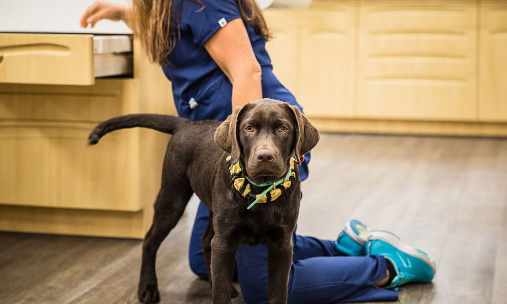 photo of veterinarian performing tests on a dog