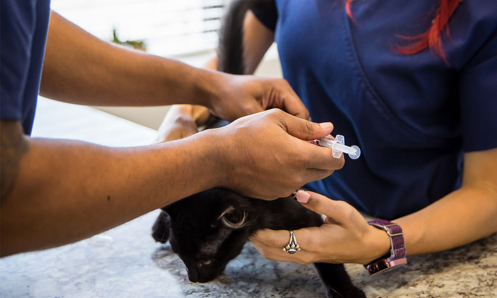 photo of veterinarians vaccinating a cat