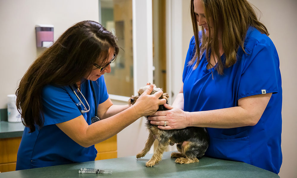 photo of veterinarians with a small dog and needles