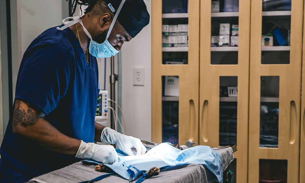 veterinarian performing a surgical procedure