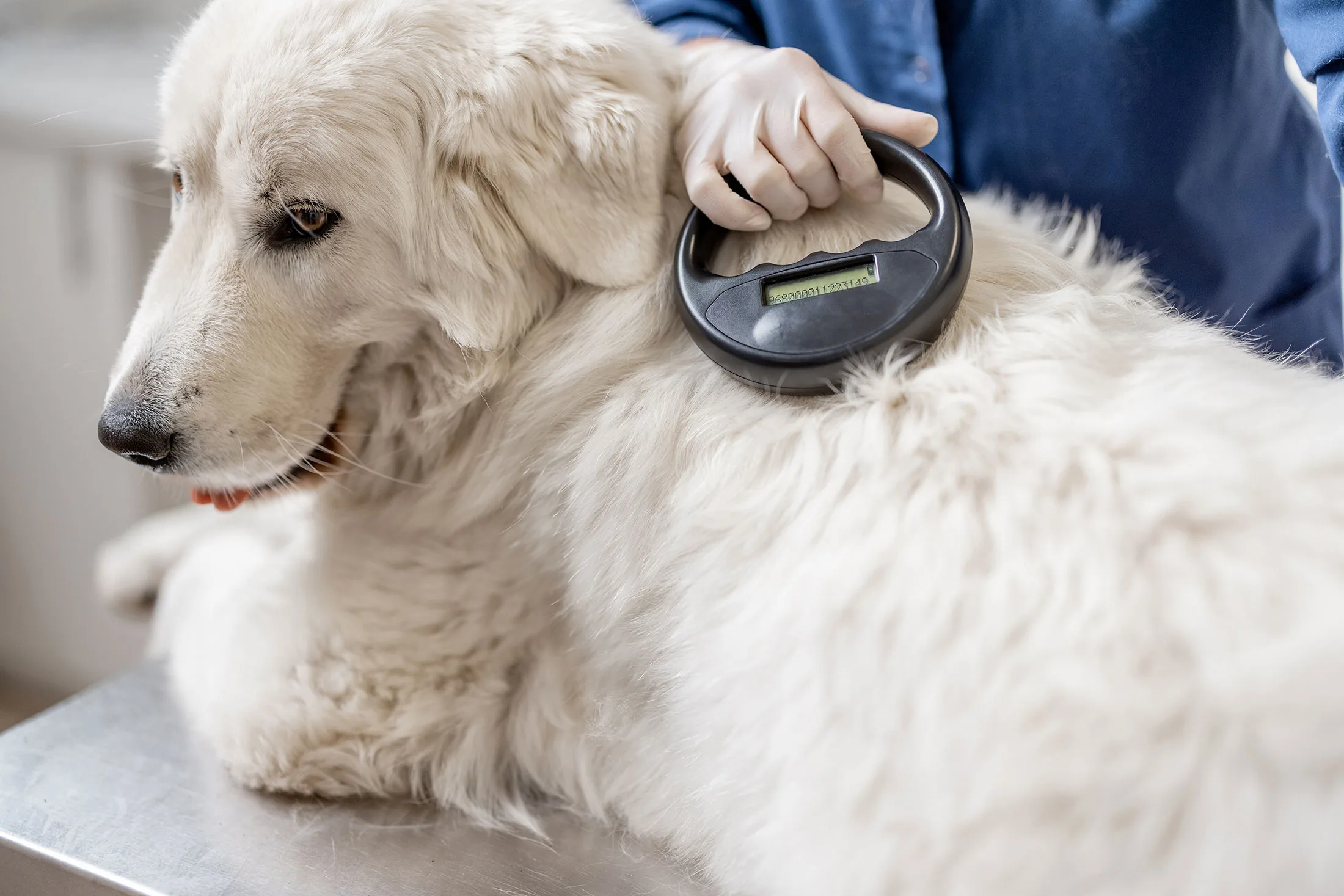 Identifying a dog with microchip device