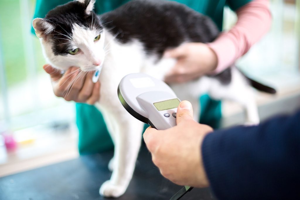 photo of reading a cats microchip