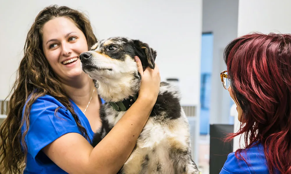 photo of veterinarian and her assistant holding dog