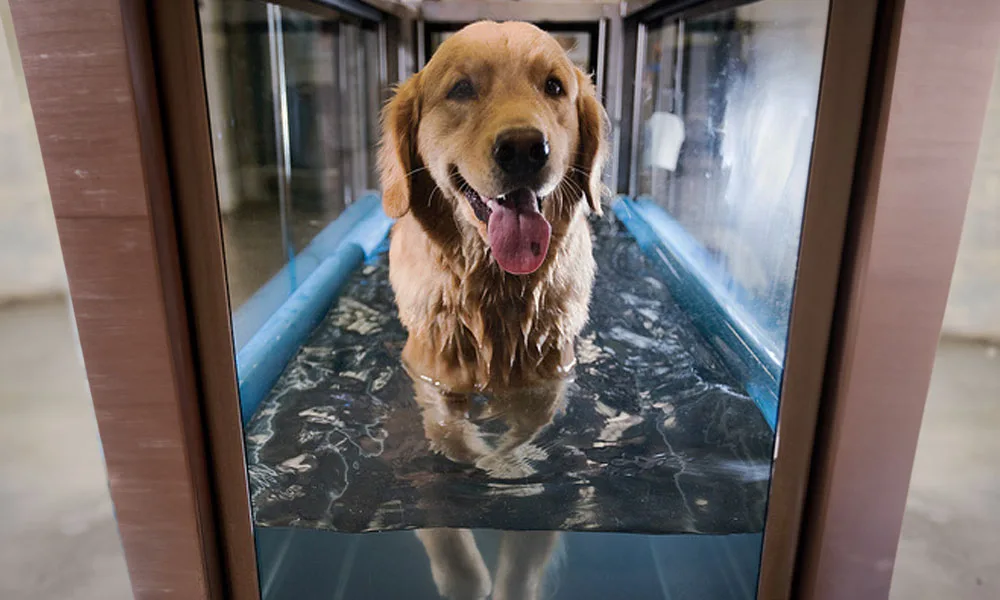 photo of a dog on the water treadmill