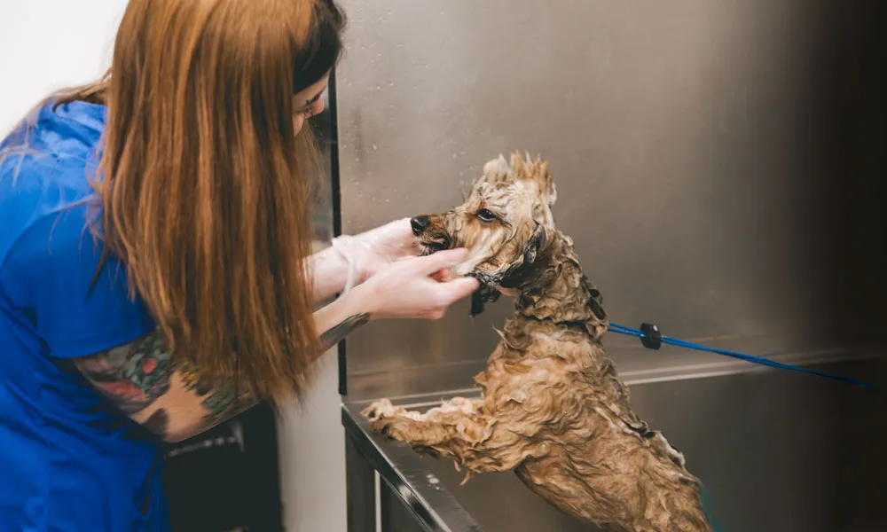 photo of a dog getting a bath