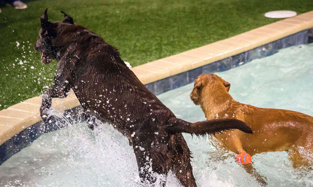 photo of two dogs playing in the water