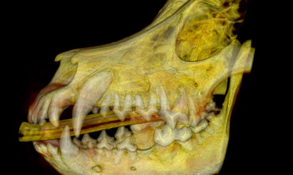 3D Photo of dental