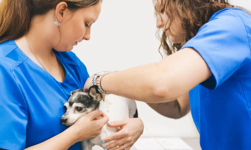 checking a dog for fleas and ticks