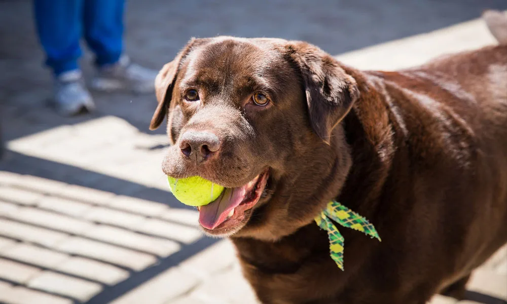 photo of large dog with ball in mouth