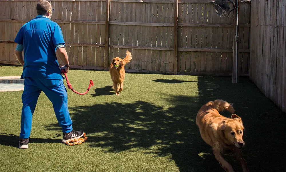 dogs playing outdoors