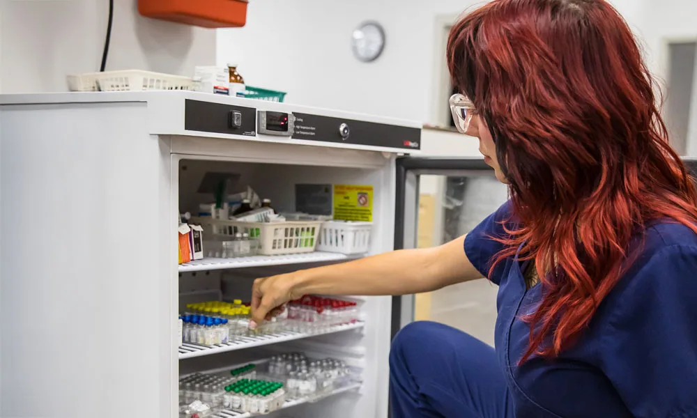 veterinarian examines medication