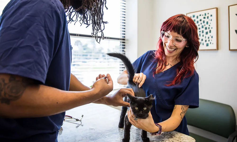 veterinarians examine a black cat