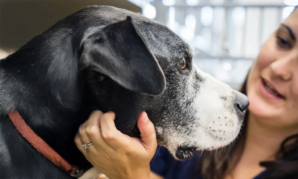 woman petting an older big dog