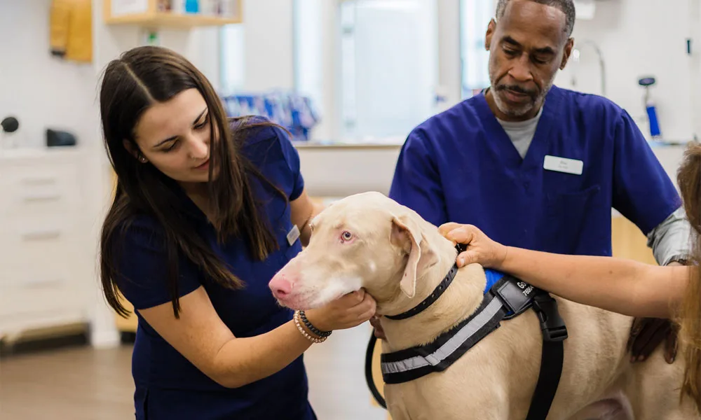 examining a large dog