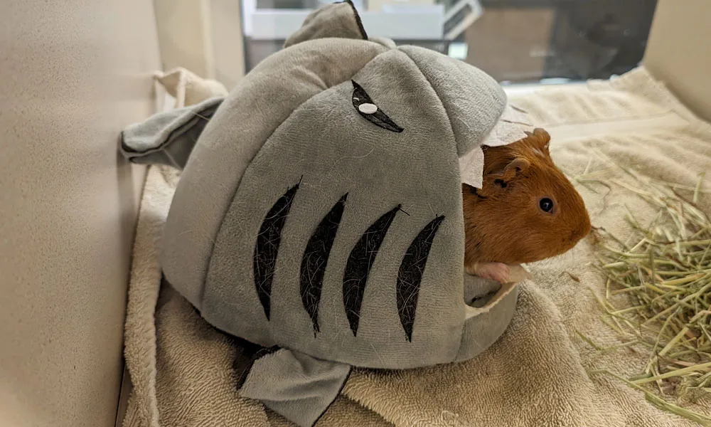 guinea pig