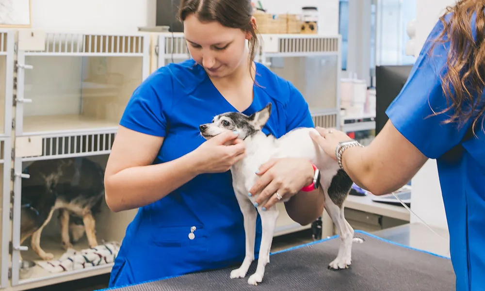 photo of a small dog being examined