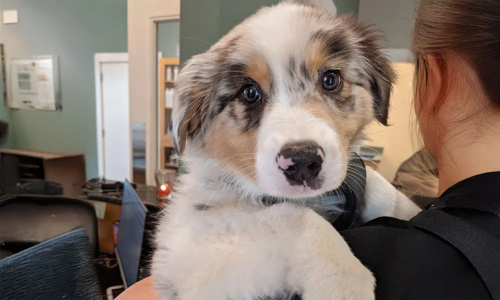 photo of an Aussie puppy